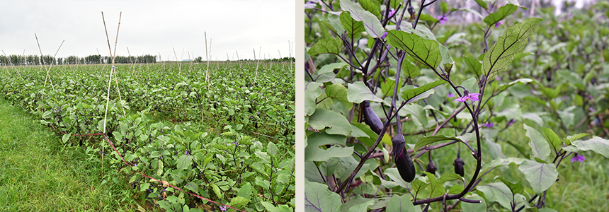 順德盛有機農牧園